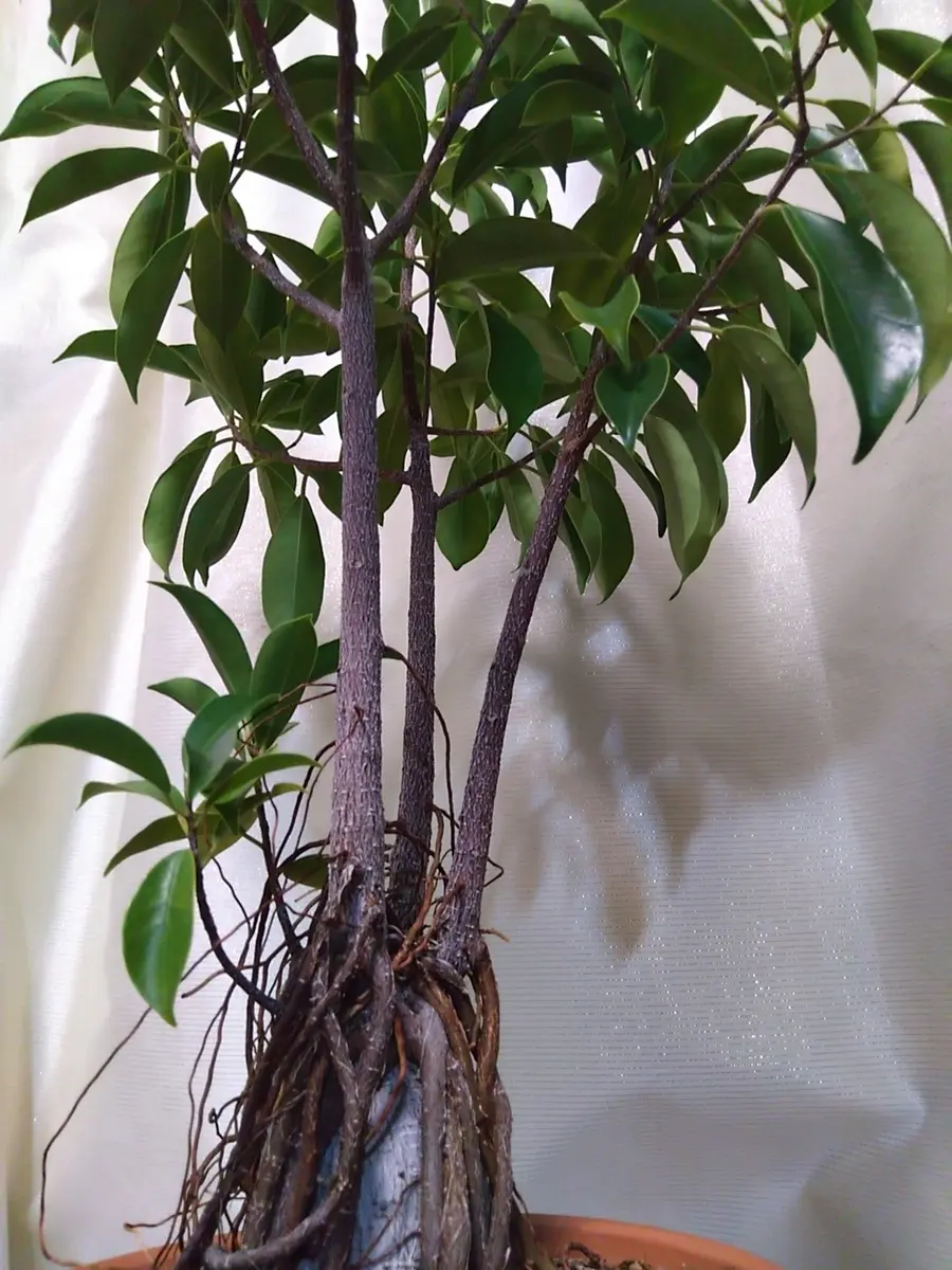 ガジュマルくん…室内へ🌳｜園芸日記by桜雨｜みんなの趣味の園芸｜1133898