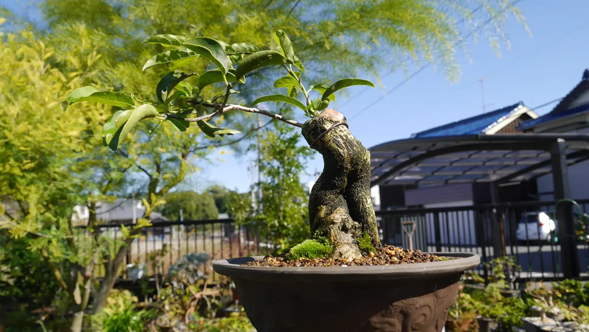 切り株から盆栽へ-小真弓(コマユミ)｜園芸日記byshinji70｜みんなの