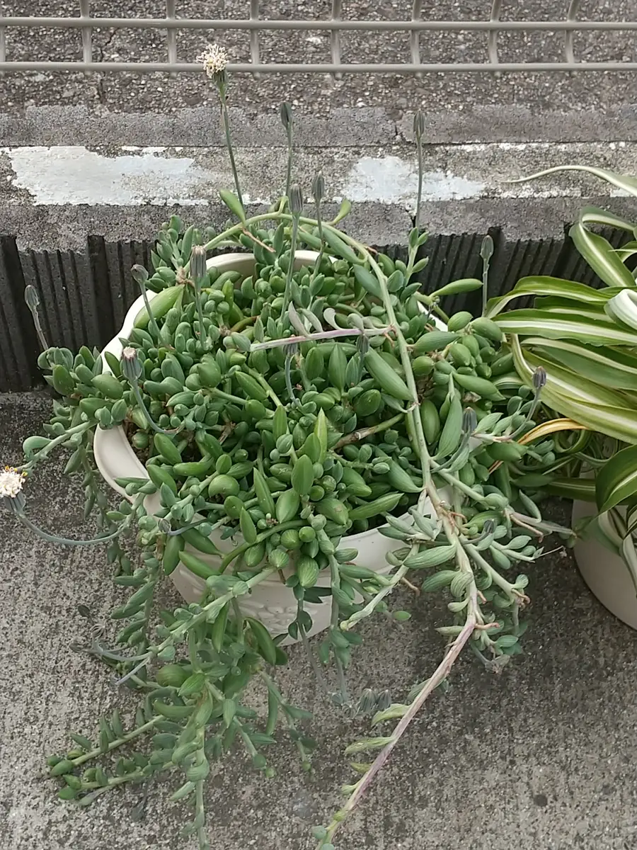 多肉 植物 アーモンド ネックレス
