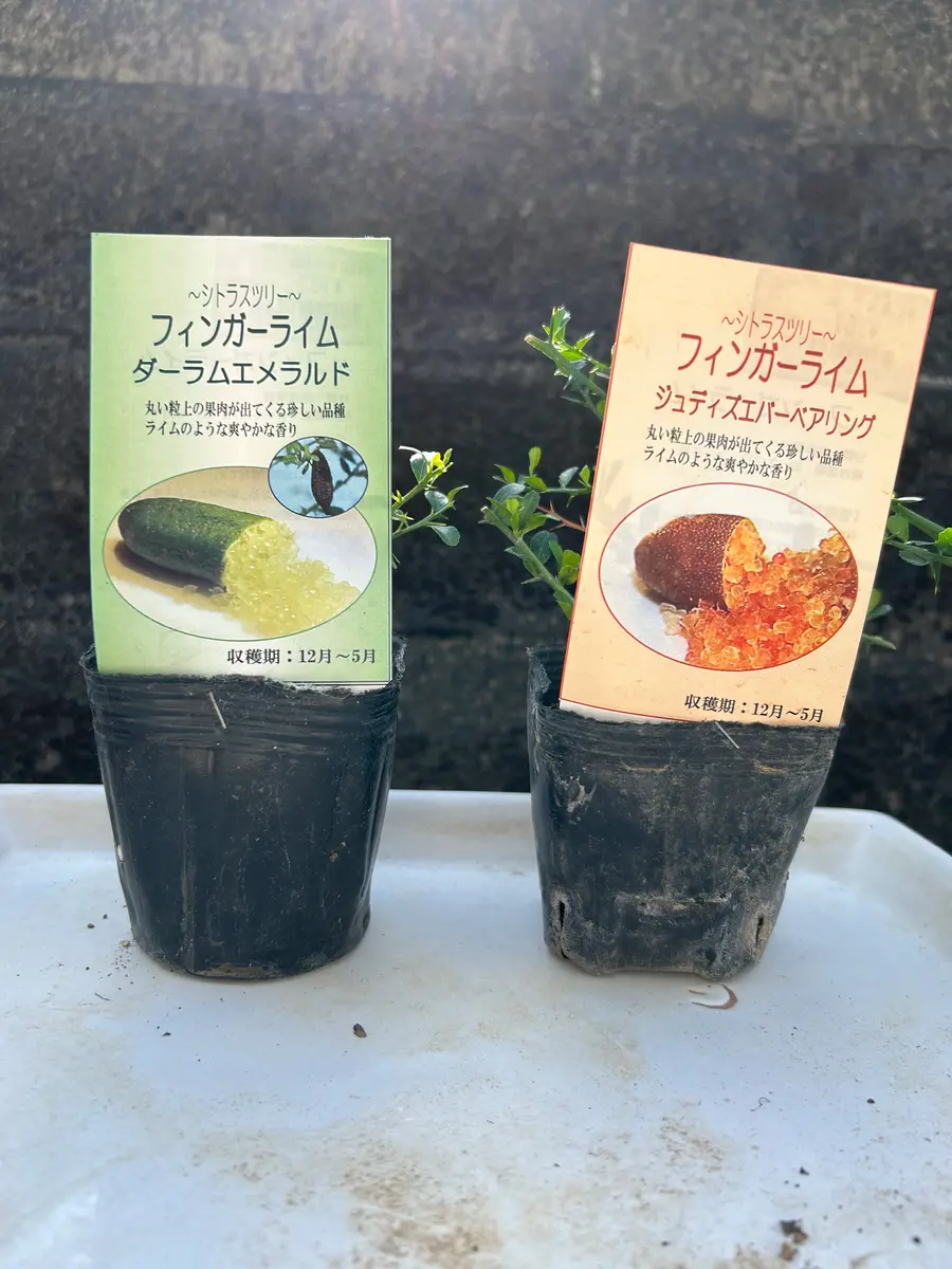 気になる🫣果物 フィンガーライム 🍊｜園芸日記by星那｜みんなの