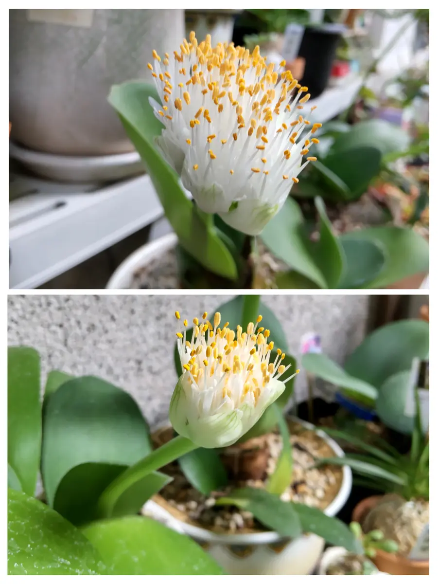 マユハケオモト、見頃です｜園芸日記byビスケ｜みんなの趣味の