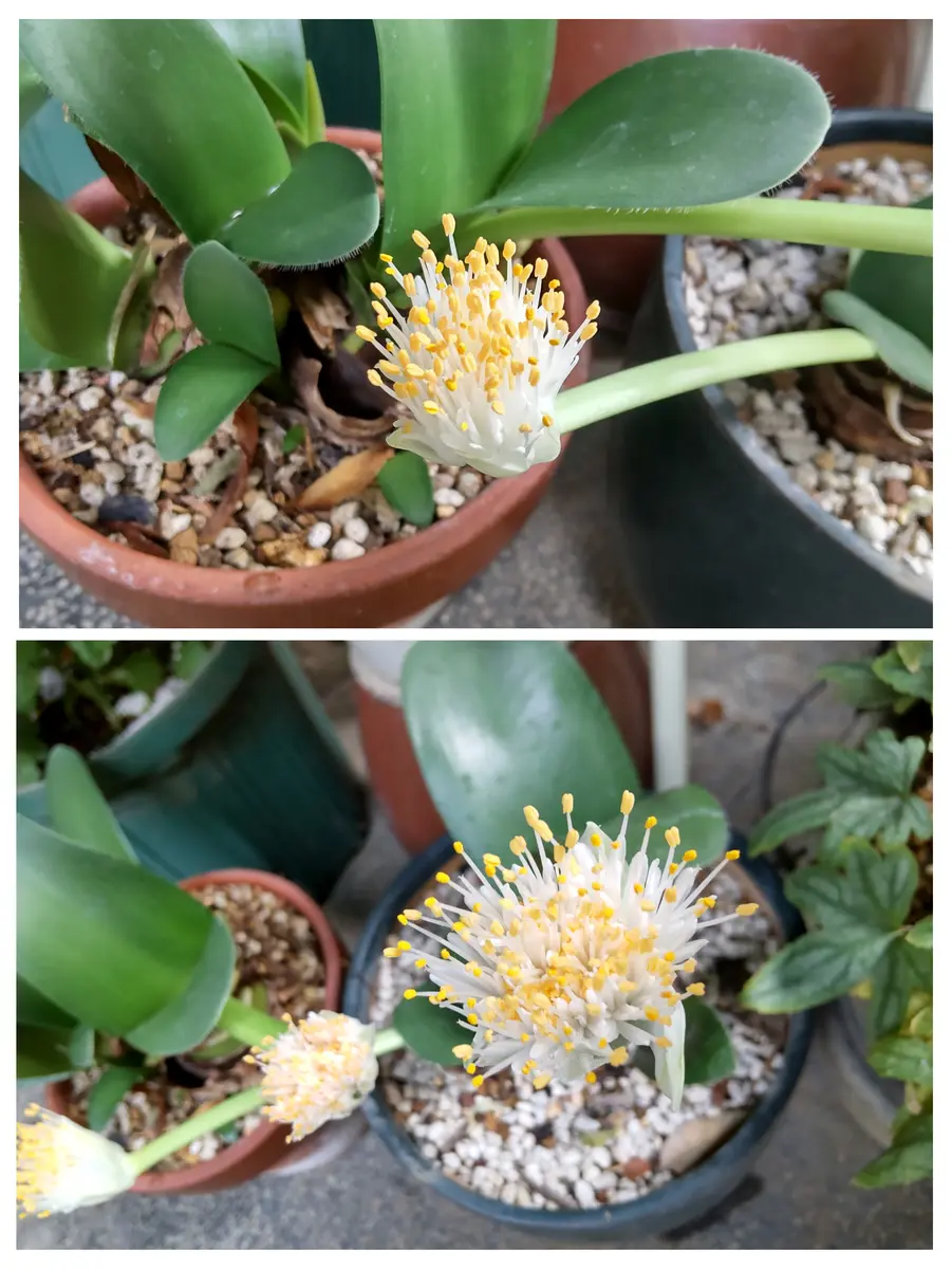 マユハケオモト、見頃です｜園芸日記byビスケ｜みんなの趣味の園芸