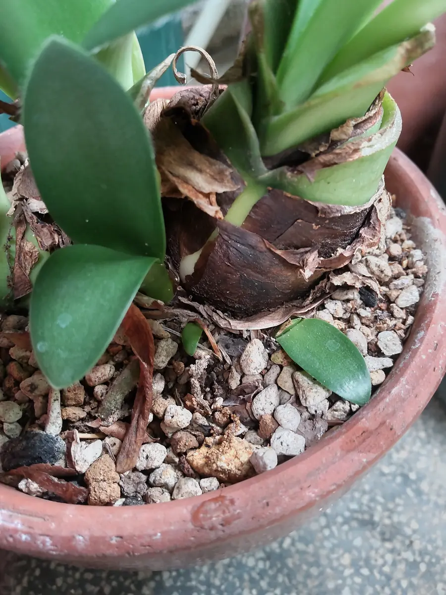 マユハケオモト、見頃です｜園芸日記byビスケ｜みんなの趣味の園芸