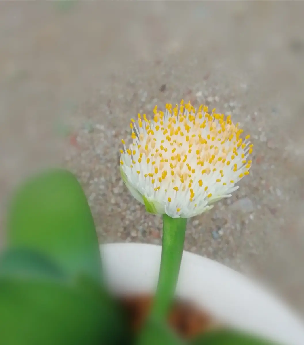 ④マユハケオモト　ピンク　3球　球根大 ②マユハケオモト ピンク 3球 球根大