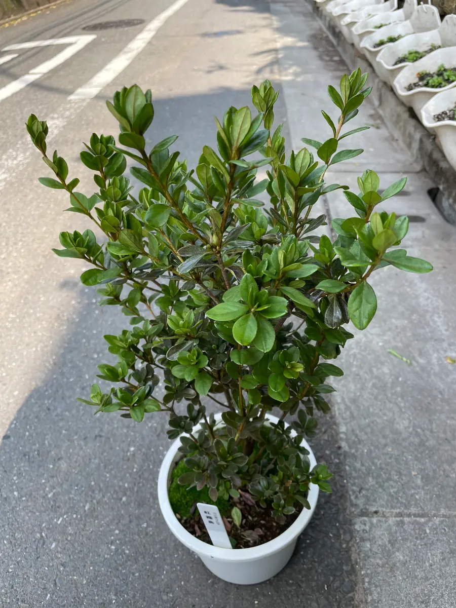 千輪咲きヒマワリ 多肉植物 ツツジ｜園芸日記byMemoryofHappyRose