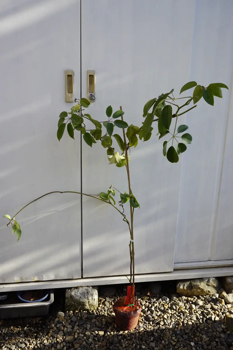 ムベ　挿し木　抜き苗　現品 ムベ挿し木成功抜き苗 【公式通販】