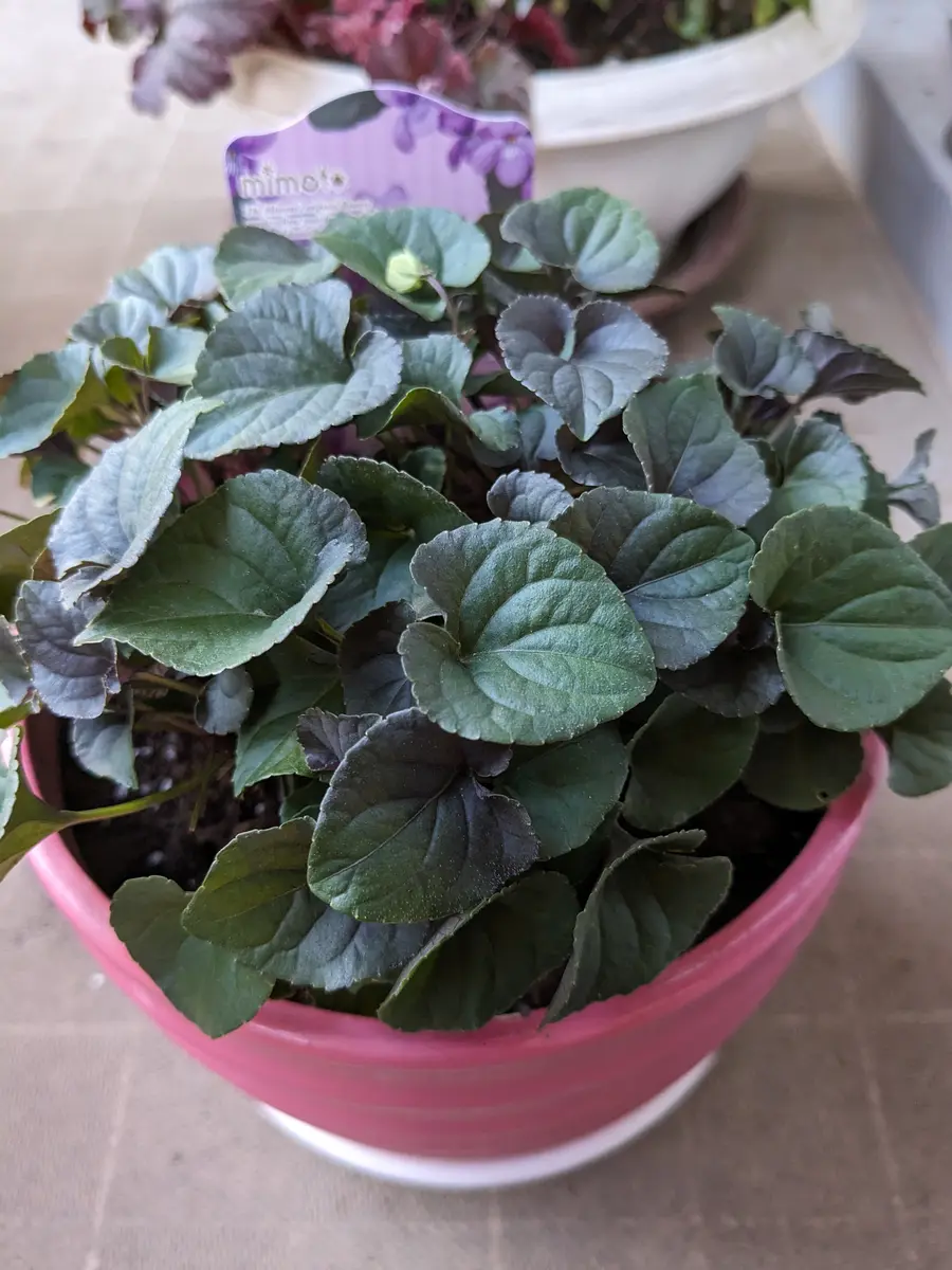 sumire様　確認用　8号鉢 sumire様 確認用 8号鉢