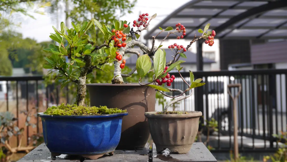 ヤマコウバシ / 792 カマツカの日記一覧|shinji70さんの園芸日記