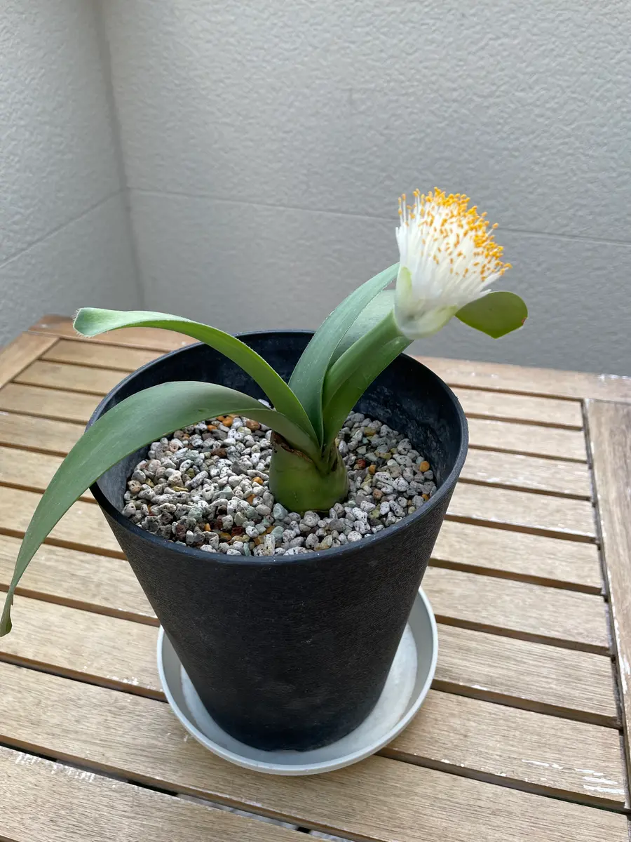 マユハケオモト♪｜園芸日記bynyaomomo｜みんなの趣味の園芸｜1135993