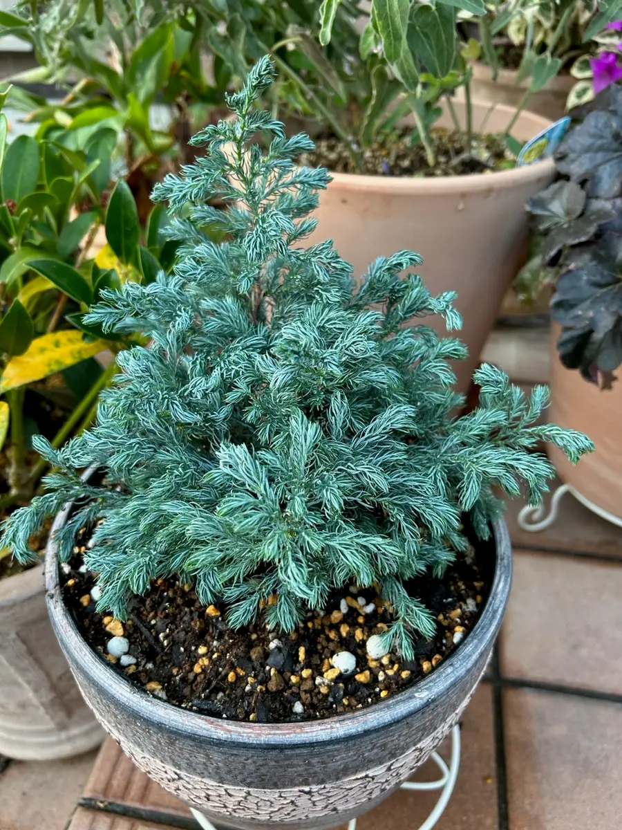 成長よとまれ。｜園芸日記byえふえふ｜みんなの趣味の園芸｜1136358