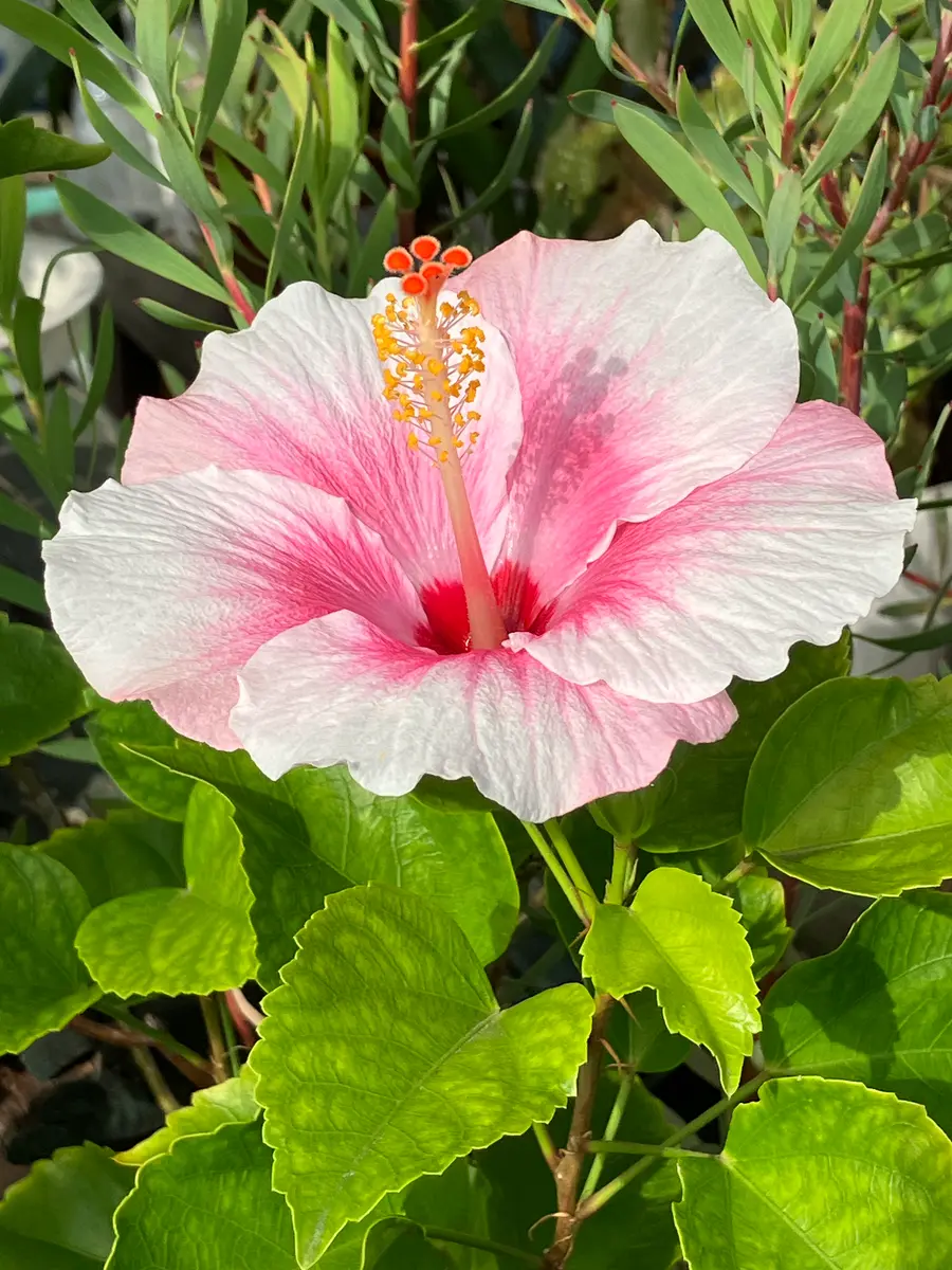 ストロベリーアイス🌺｜園芸日記bymilmil｜みんなの趣味の園芸｜1136594