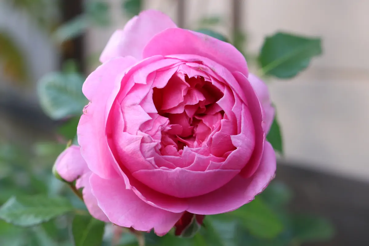 強香り♡フリルのシックな薔薇