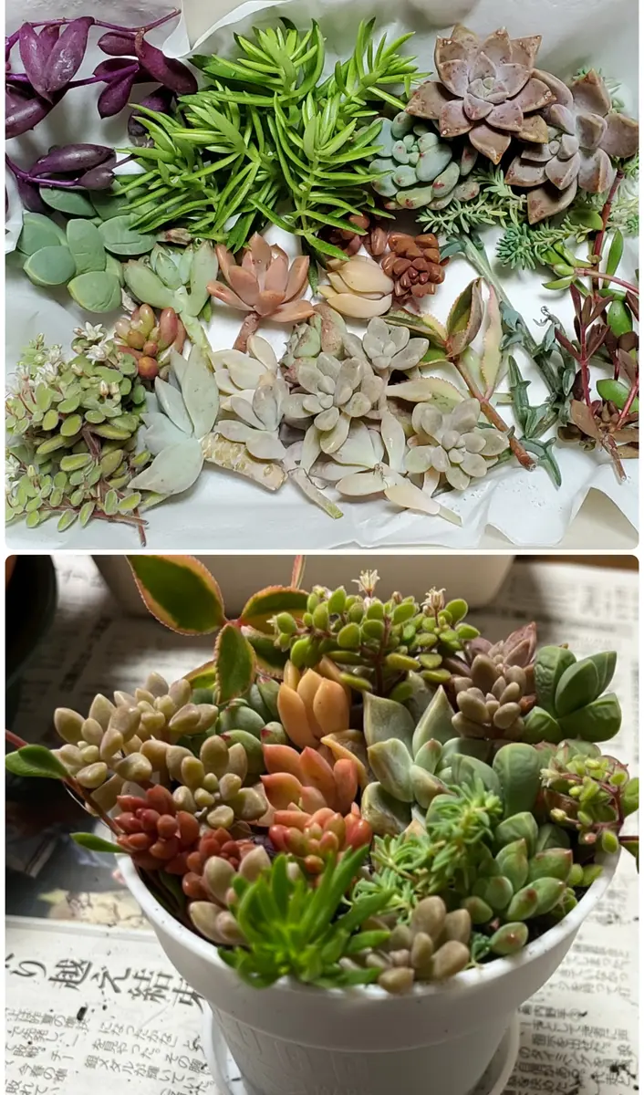 多肉弁当　普及種セット③ 多肉弁当 普及種セット③ セット販売・多肉弁当はこちら - carino creare