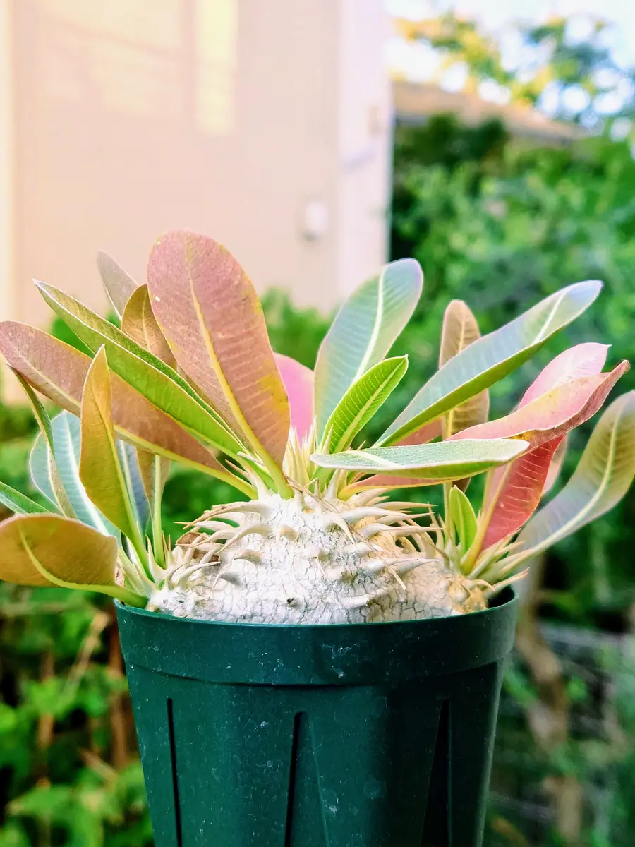 パキポディウム・マカイエンセさんの紅葉と若葉。｜園芸日記