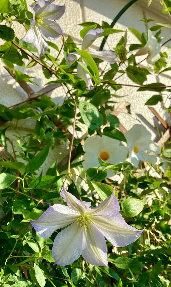 クレマチス・ダッチスカイ3番花がたくさん咲きました！ と、夏越しした