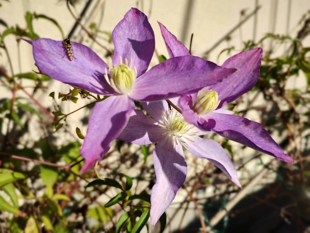 11月のクレマチス こゆき｜園芸日記byこれでパスタ自慢!｜みんなの