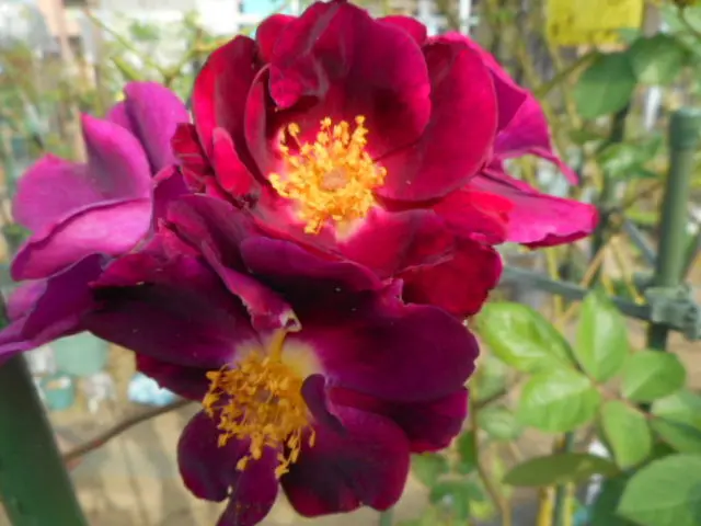 今日のバラ(^^♪｜園芸日記by愛は花。｜みんなの趣味の園芸｜1138237