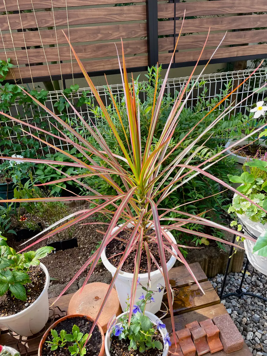 成長したドラセナの植え替え｜園芸日記byあずきもち｜みんなの趣味の