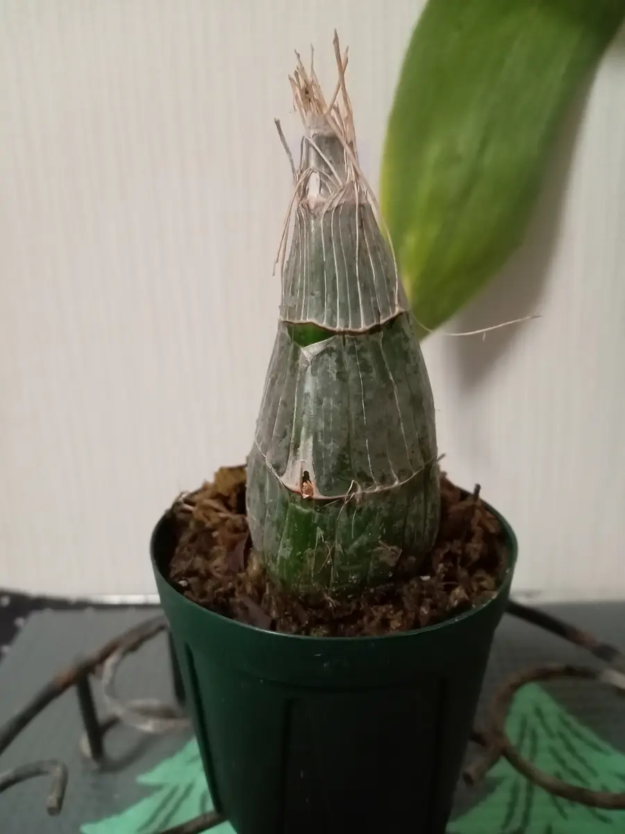 注目の福袋！ タケノコ蘭をお迎えしました😄｜園芸日記by塔ノ岳｜みんなの趣味 その他観葉植物