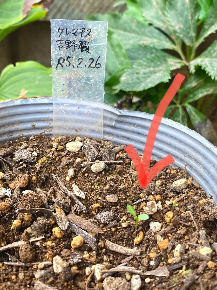 人気定番の もしかしてクレマチスの種が発芽❓｜園芸日記byrosewood 花