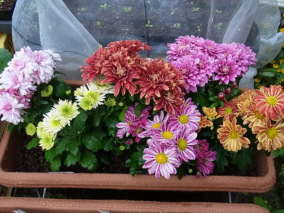 小菊の花と西洋オダマキの葉｜園芸日記byblanca7977｜みんなの