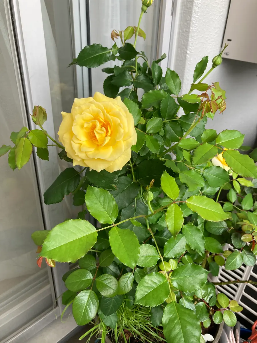 バラ ゴールドバニー その4｜園芸日記byちょいでぶおかん｜みんなの
