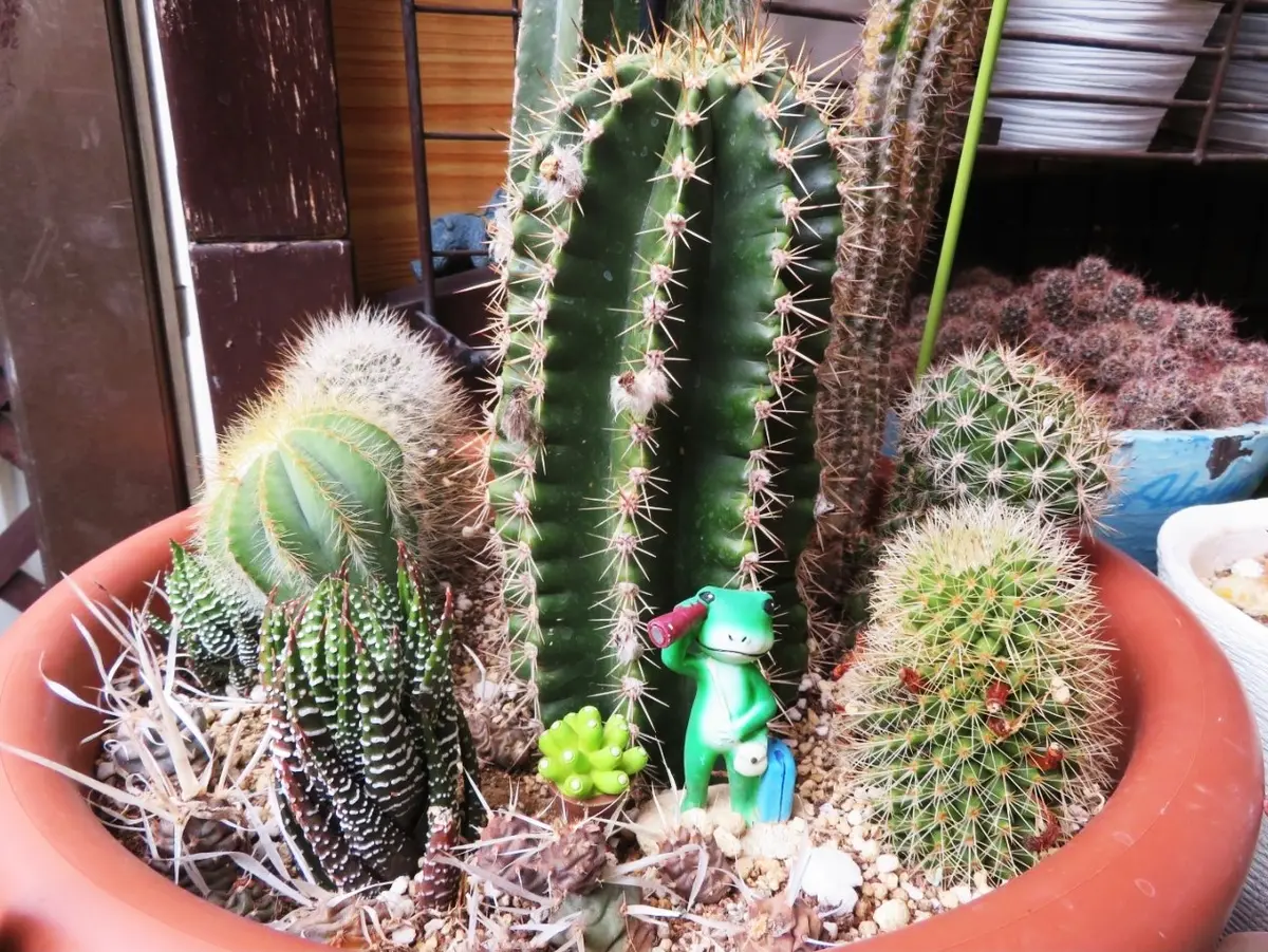 元気もりもりサボテンの寄せ植え｜園芸日記byロッキー｜みんなの