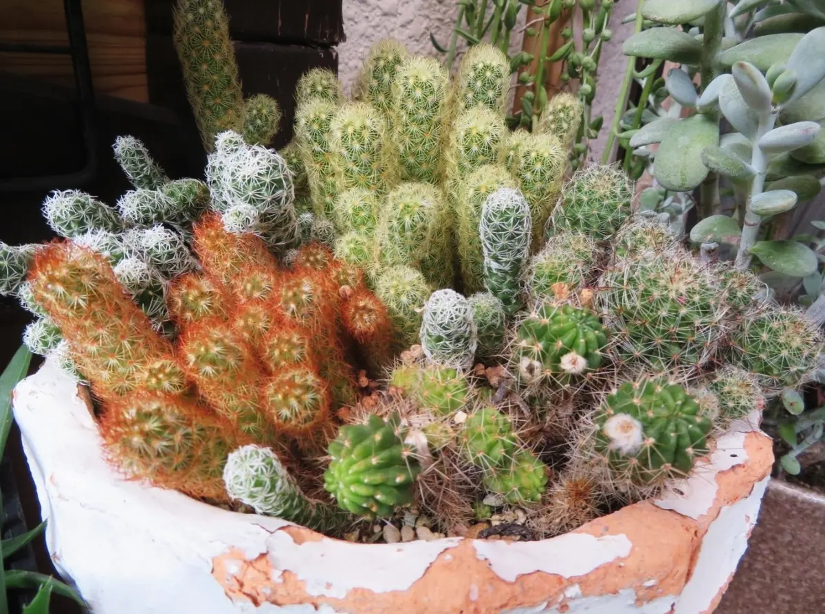 【60％OFF】 元気もりもりサボテンの寄せ植え｜園芸日記byロッキー｜みんなの サボテン
