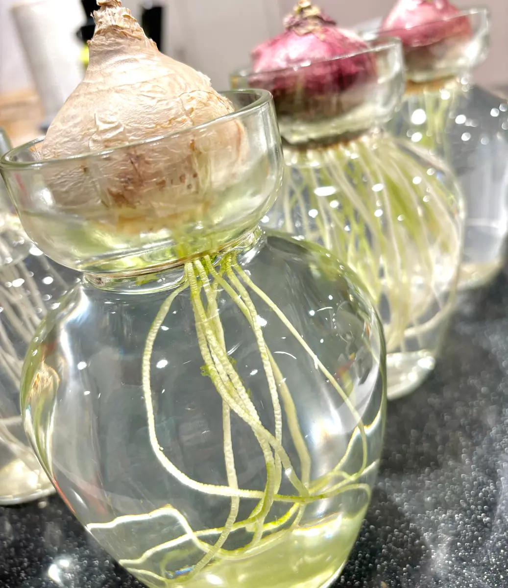 ヒヤシンスに異変が(o_o)💧｜園芸日記by月下美人の虜ちゃん｜みんなの