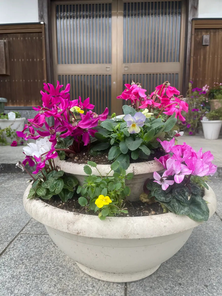 3D寄せ植え｜園芸日記by硝子｜みんなの趣味の園芸｜1140581