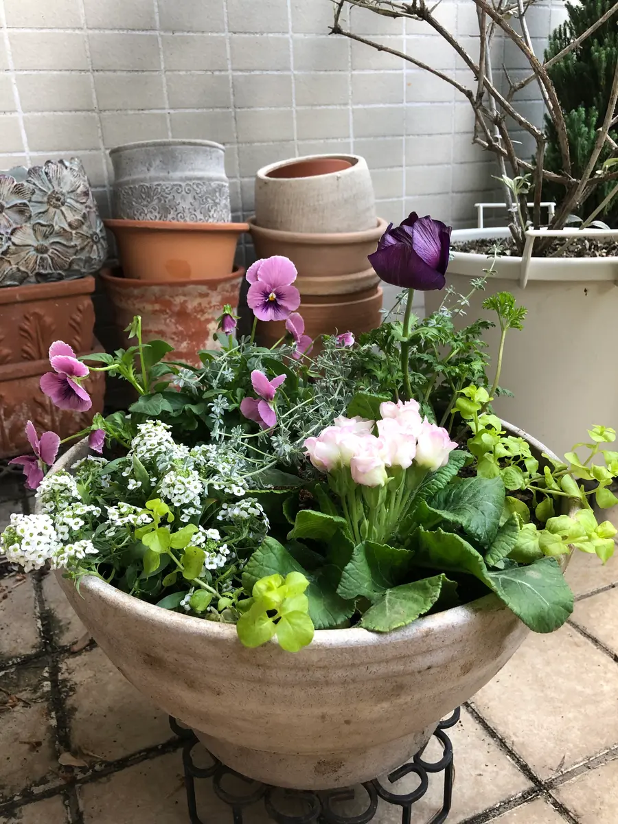 パンジーとアネモネの鮮やか寄せ植え アネモネポルトの寄植え アネモネとパンジーの寄せ植え｜園芸日記by