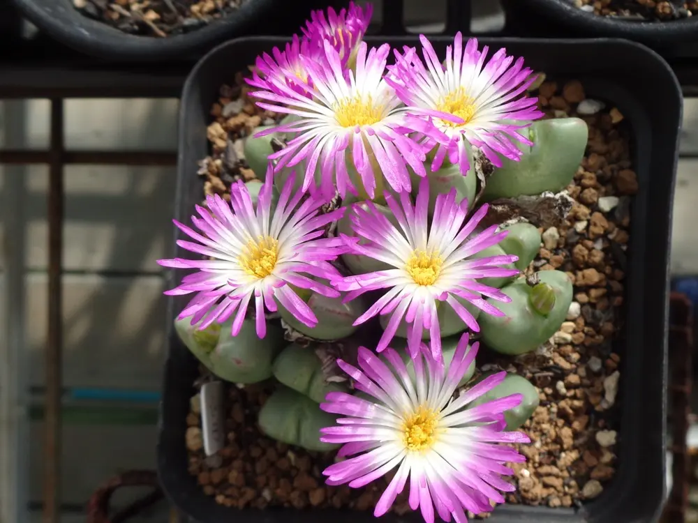 コノフィツムの花｜園芸日記byアバンギャルディ｜みんなの趣味の園芸