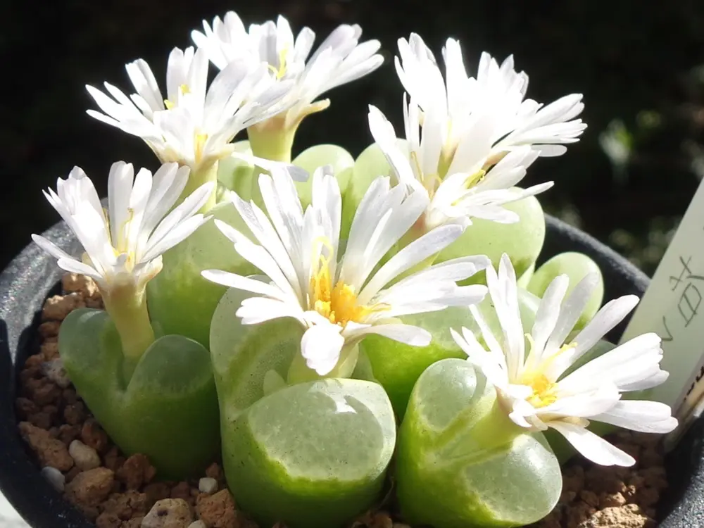 コノフィツムの花｜園芸日記byアバンギャルディ｜みんなの趣味の園芸