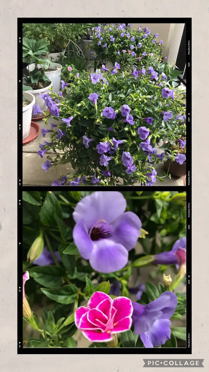 色々やりました。腰が痛いです💦 夏の花がまだまだ元気です｜園芸日記