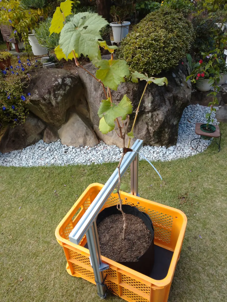 🍇ブドウ【シャインマスカット2号】不織布プランター植付
