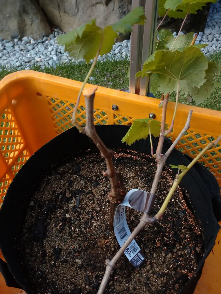🍇ブドウ【シャインマスカット2号】不織布プランター植付
