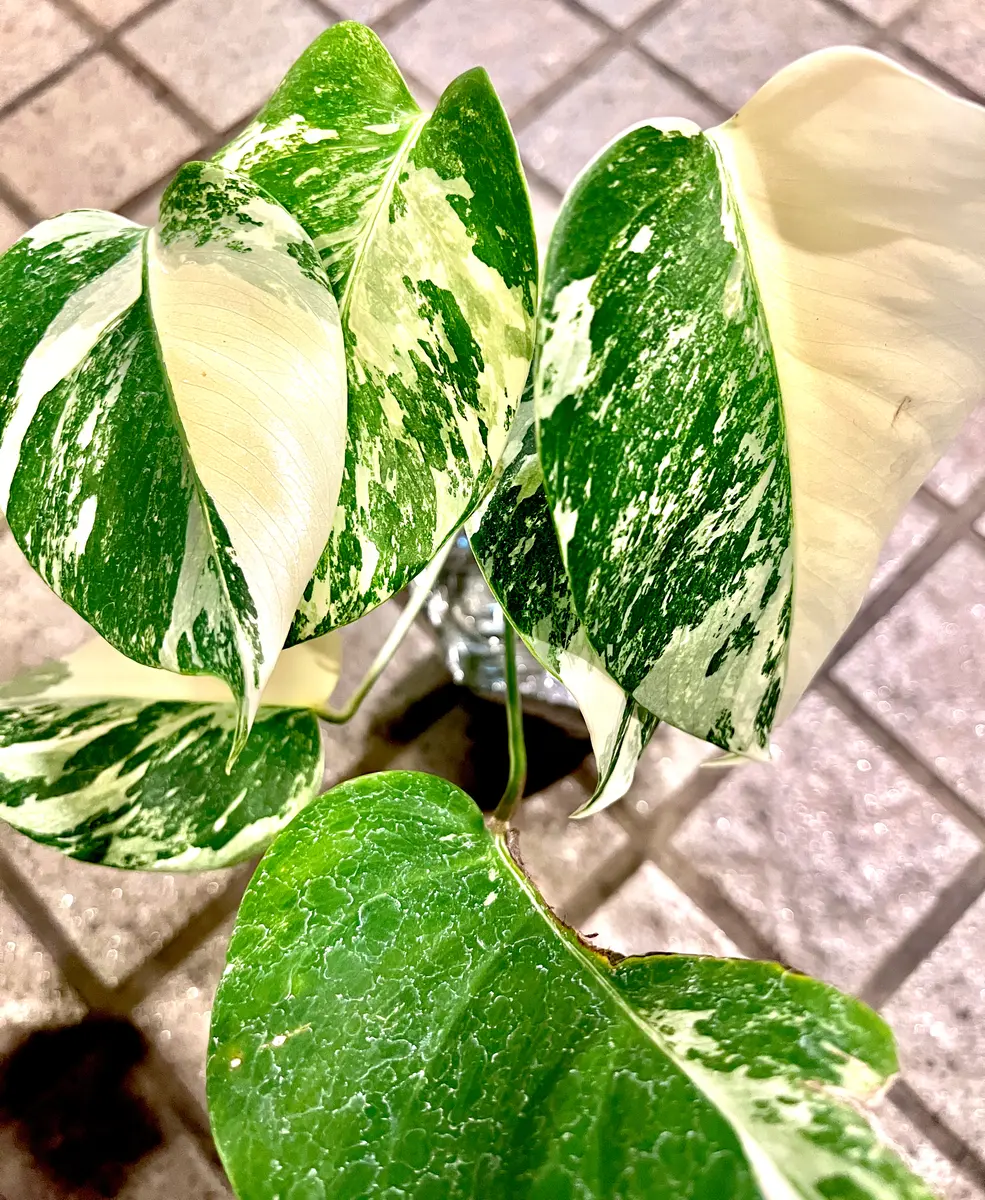 今だけの限定セール 斑入り観葉植物ゲット｜園芸日記byしょうゆ｜みんなの趣味の園芸 モンステラ・ポトス