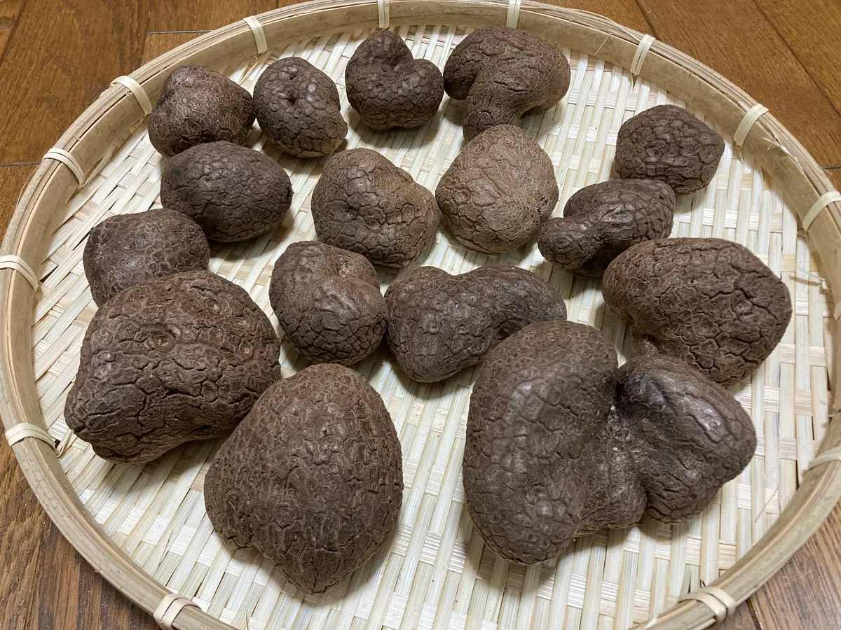 【10％OFF】 紫山芋をご存じですか？｜園芸日記byヒデ3｜みんなの趣味の園芸 野菜