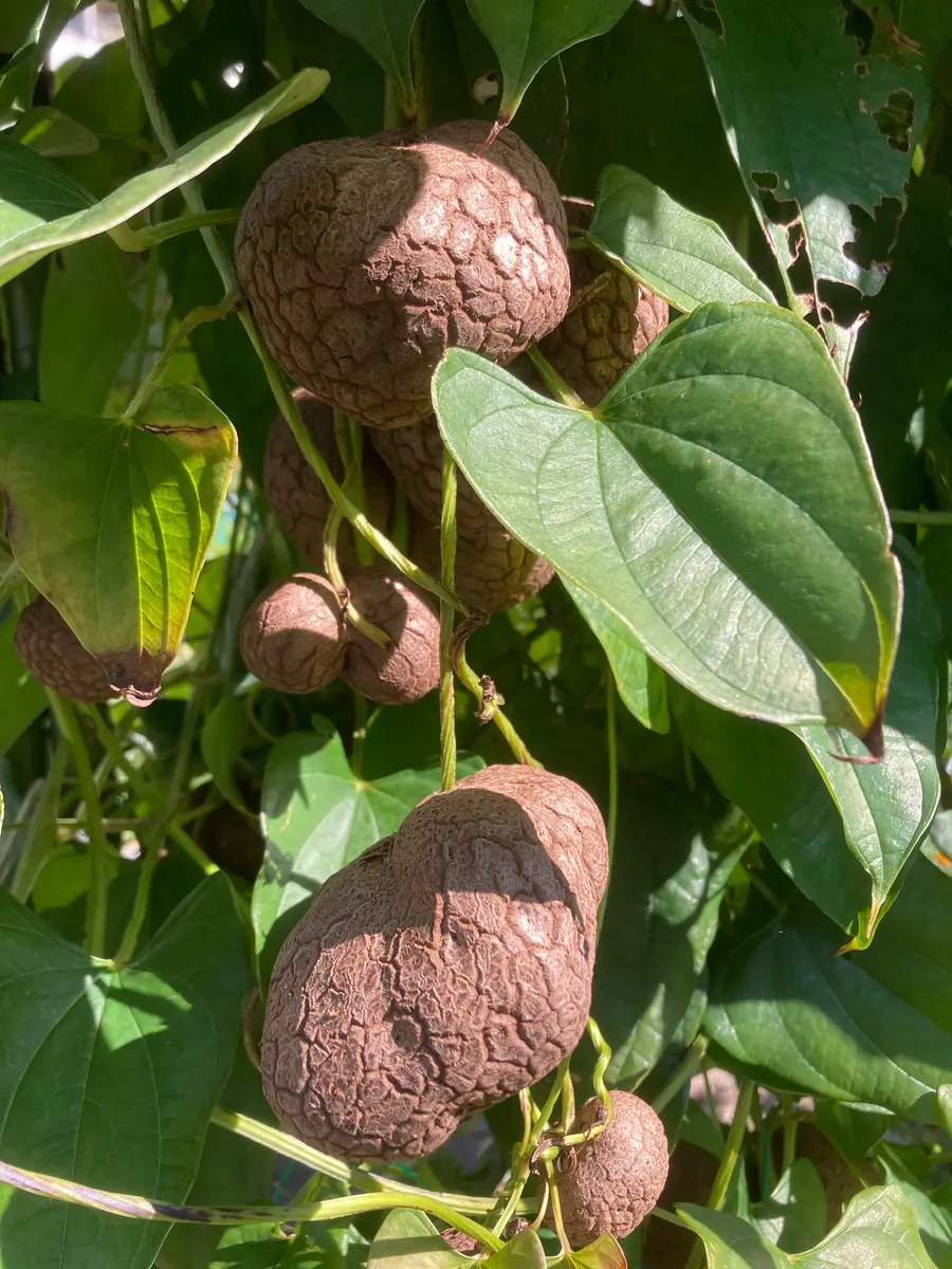 国内発送 紫山芋をご存じですか？｜園芸日記byヒデ3｜みんなの趣味の園芸 野菜