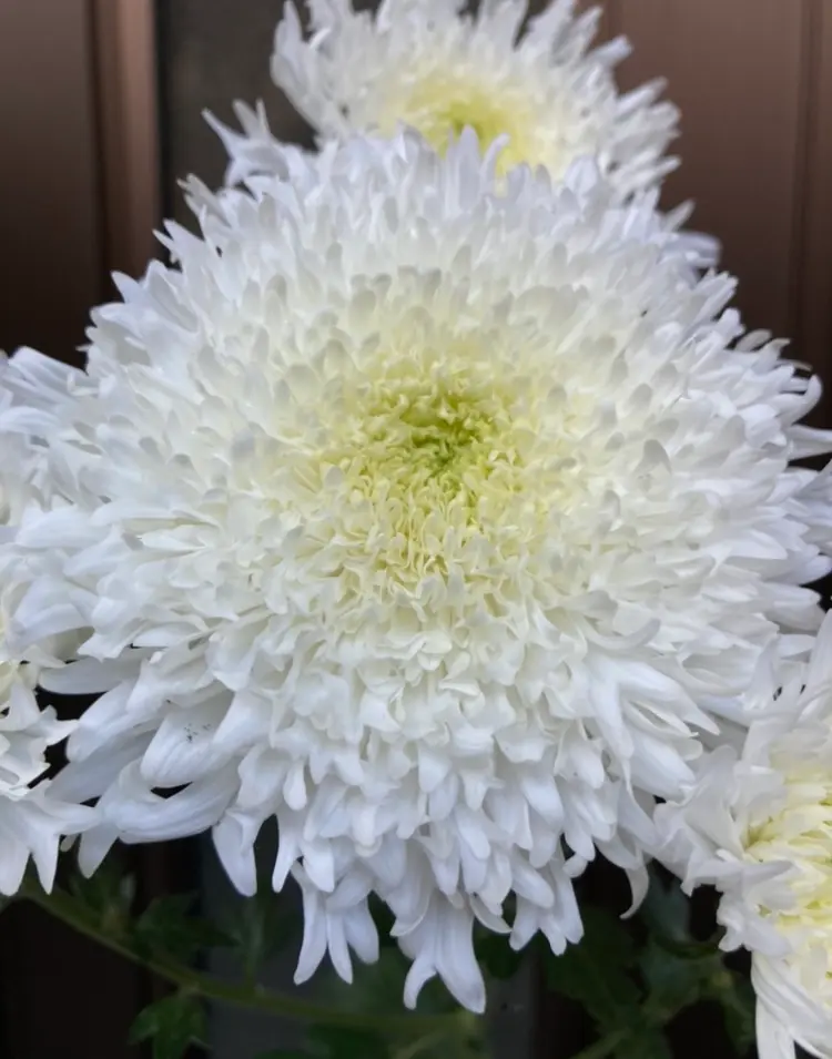 メーカー直売】 菊 かがり弁 黄色と白 花 - 花