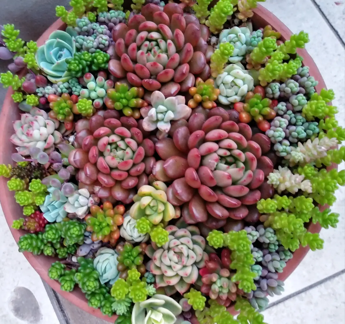 海外並行輸入正規品 多肉の寄せ植え🌵｜園芸日記byチェリオ｜みんなの趣味の園芸 その他多肉植物