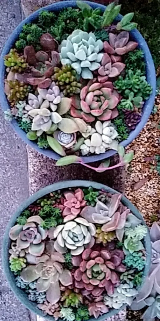 多肉の寄せ植え🌵｜園芸日記byチェリオ｜みんなの趣味の園芸