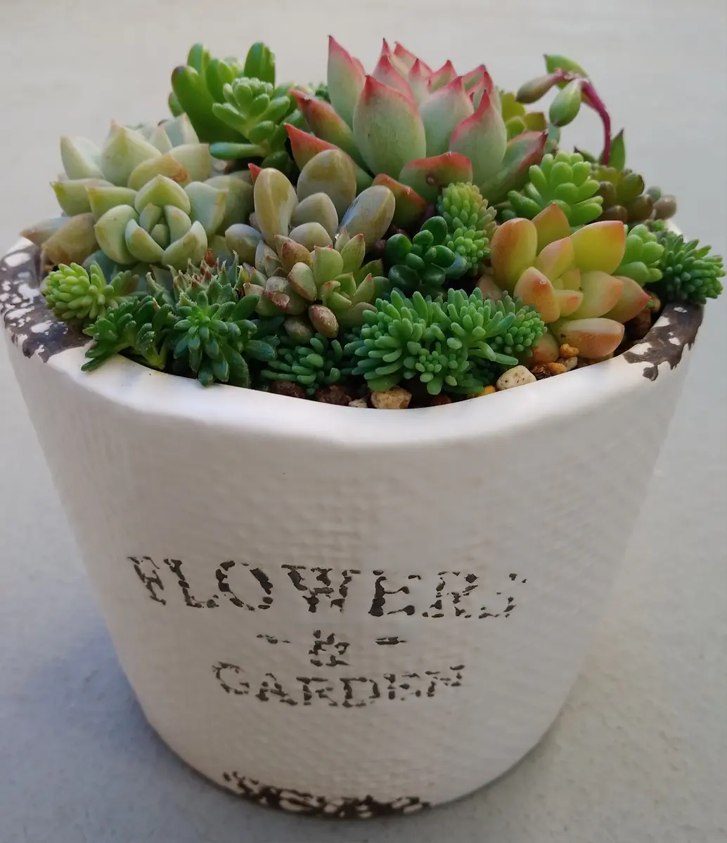 多肉の寄せ植え🌵｜園芸日記byチェリオ｜みんなの趣味の園芸