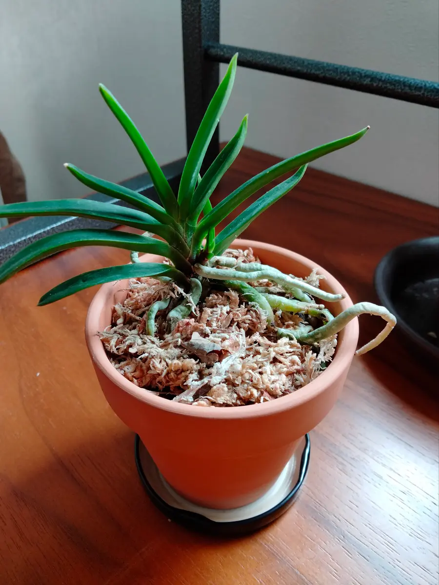 初めての風蘭｜園芸日記bytoraji2023｜みんなの趣味の園芸｜1141630