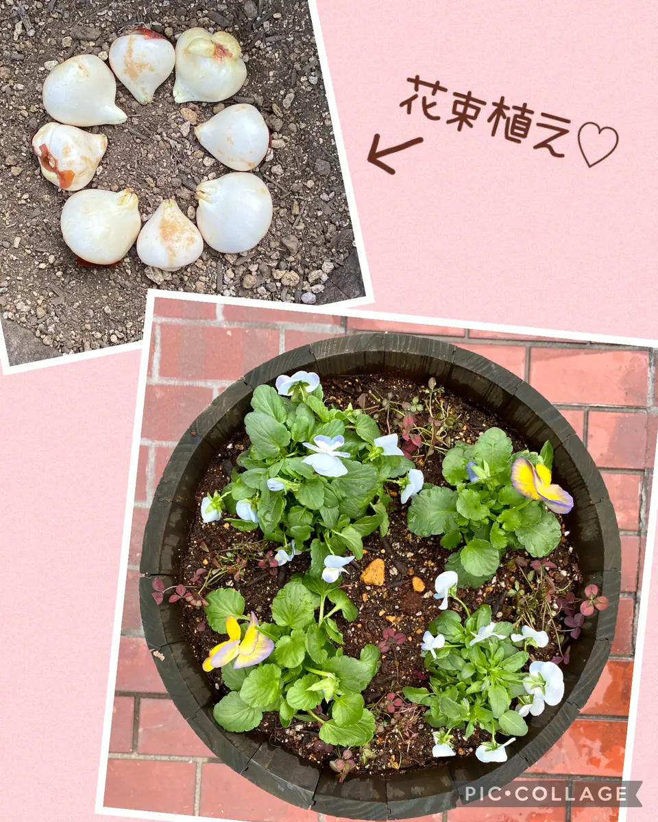 チューリップの球根を植えました🌷|園芸日記byちーま|みんなの チューリップの球根を植えました🌷|園芸日記byちーま|みんなの