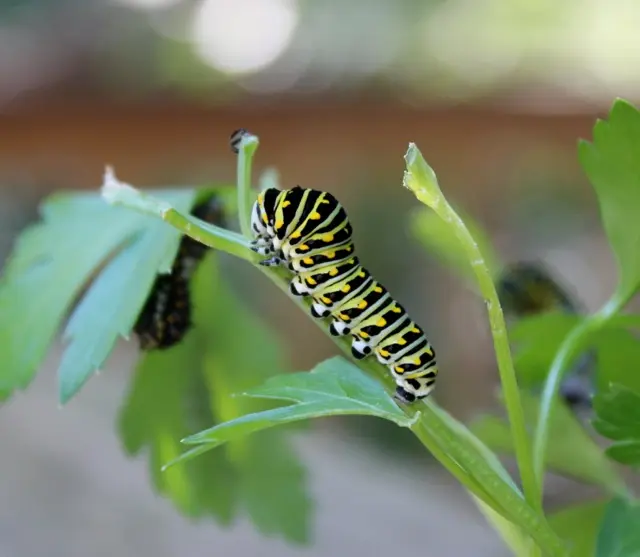 メスクロキアゲハの幼虫を見つけました｜園芸日記by豆太郎｜みんなの