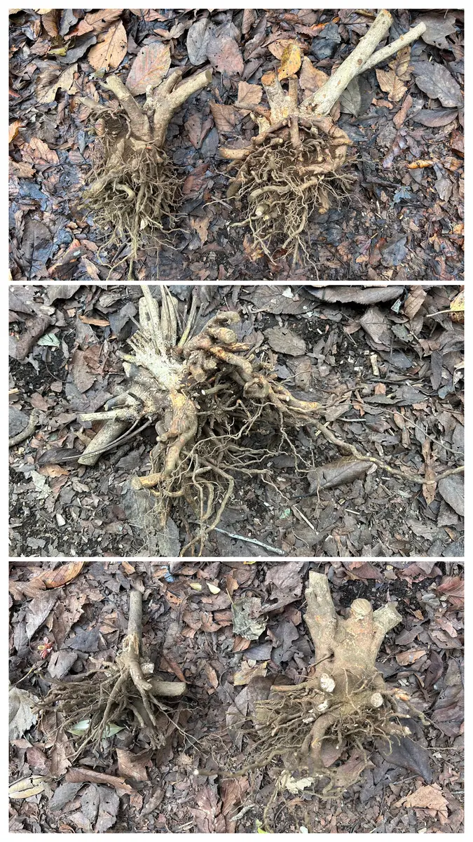 サツキの抜根｜園芸日記byBee24｜みんなの趣味の園芸｜1141922