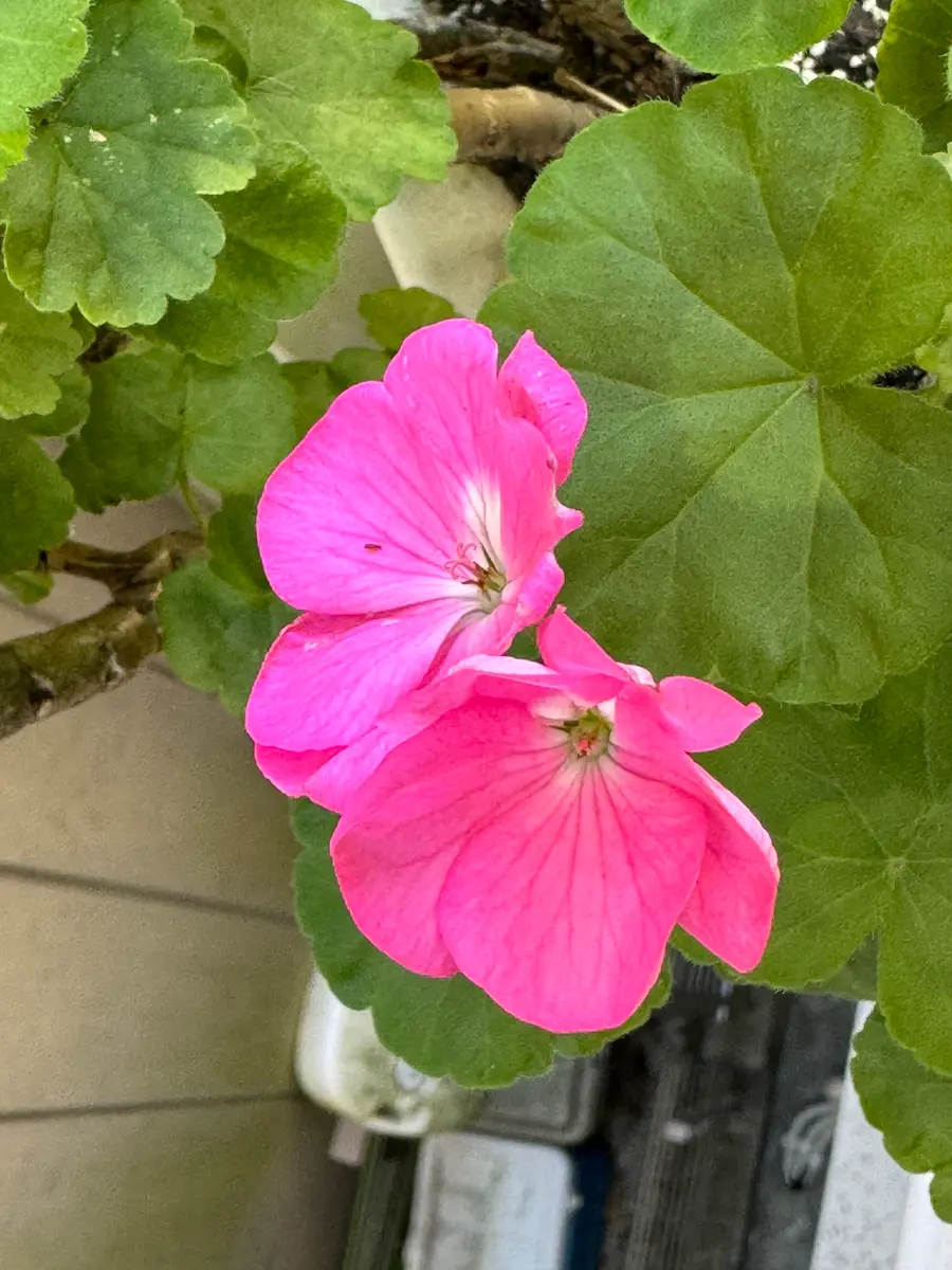 春早割 ピンクのゼラニウムの花が咲いた｜園芸日記byMemoryofHappyRose その他