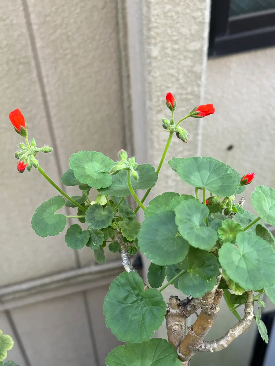 ピンクのゼラニウムの花が咲いた|園芸日記byMemoryofHappyRose ピンクのゼラニウムの花が咲いた|園芸日記byMemoryofHappyRose