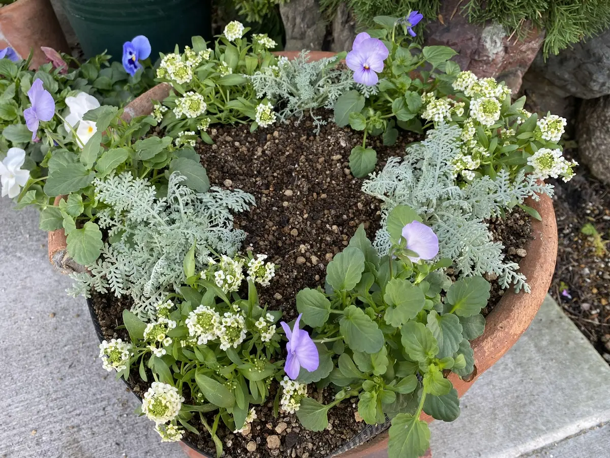 チューリップの寄せ植えを作りました🌷｜園芸日記bypoem